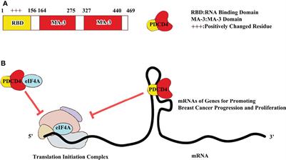 Dissecting the Roles of PDCD4 in Breast Cancer